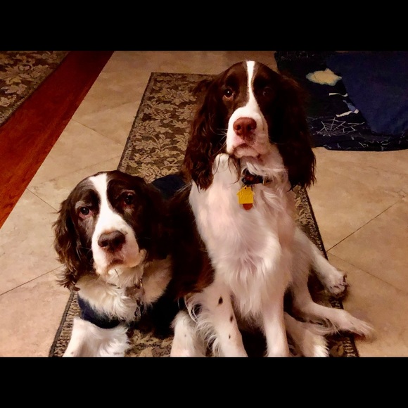 Meet your Posher, Suzy - Picture 4 of 9